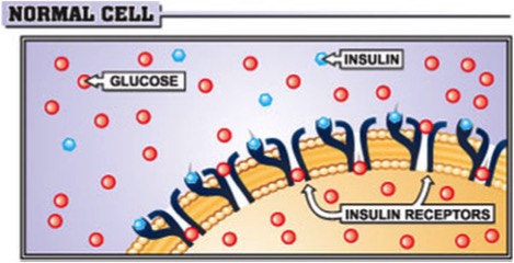 Normal_Cell.jpg