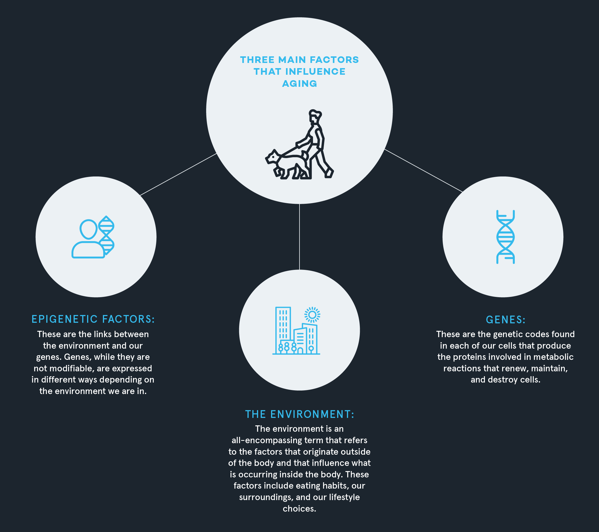 Three main Fators that influence aging_V3